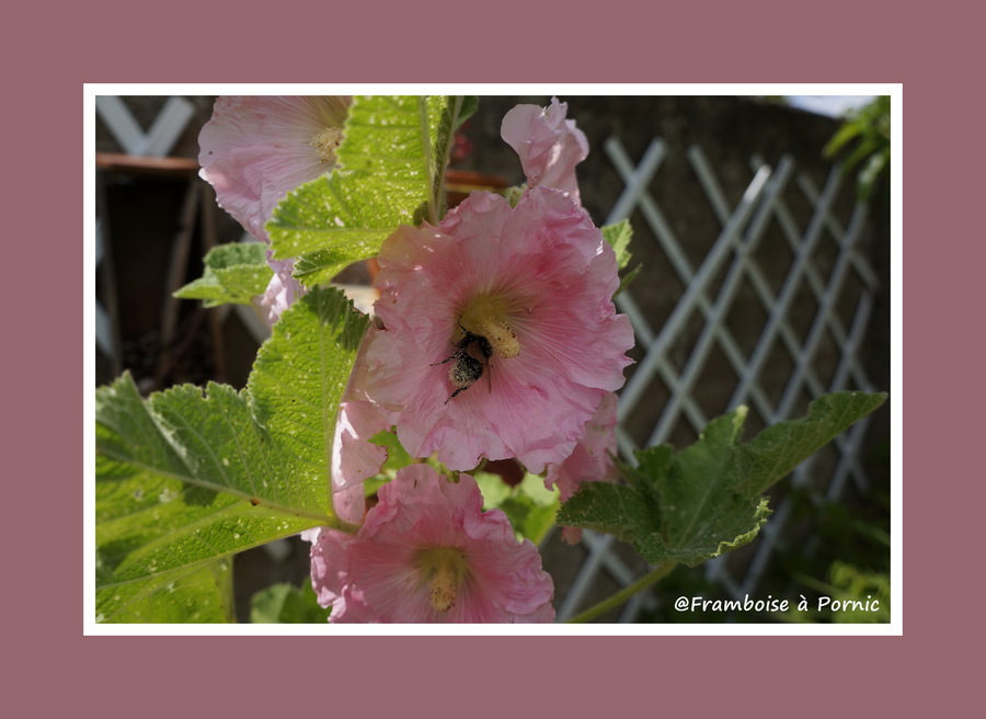 Bourdon terrestre - cul blanc