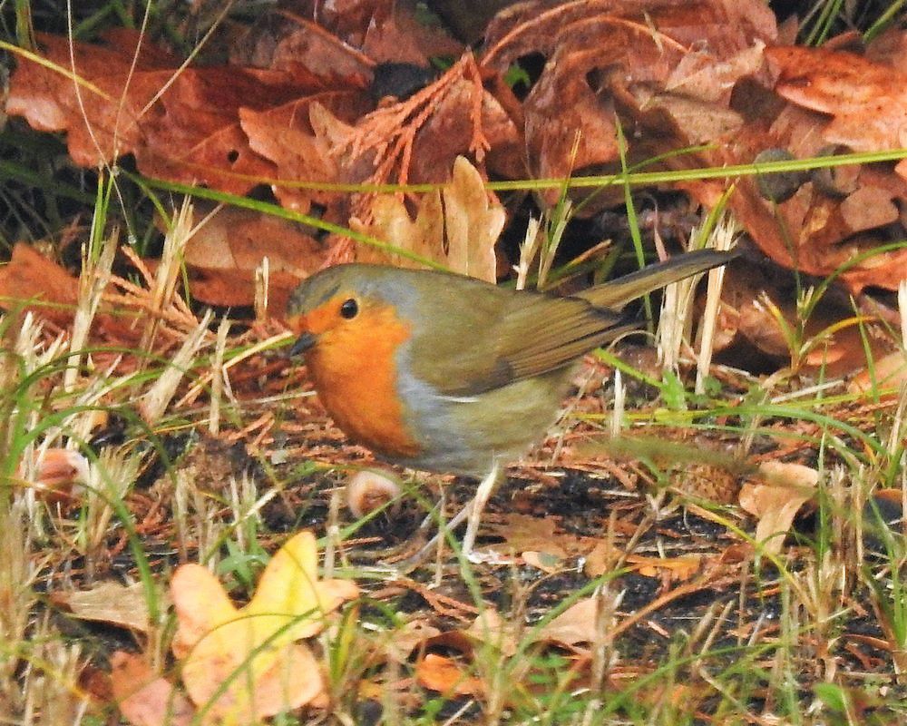 Les oiseaux du jardin : le rouge-gorge en novembre 2020...