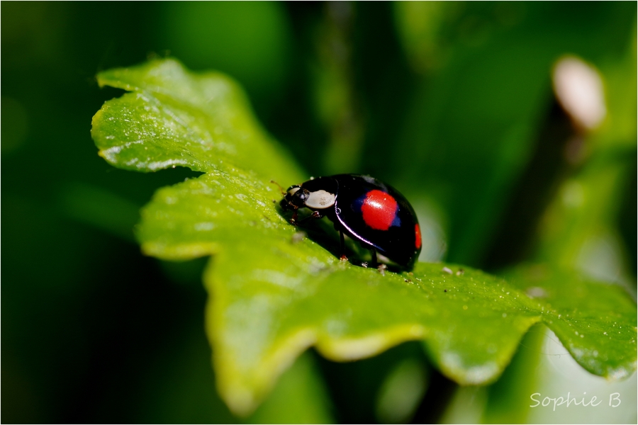 Coccinelles , suite et fin .