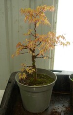 acer palmatum 'katsura'