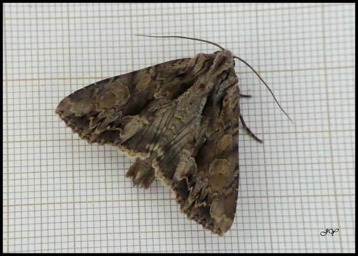 Apamea monoglypha.