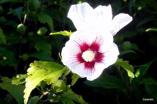 Fleur blanche de l'althéa 