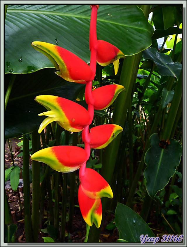 Blog de images-du-pays-des-ours : Images du Pays des Ours (et d'ailleurs ...), Héliconia rostré dit "Pince de homard" (Heliconia rostrata) et ses fourmis - Costa Rica