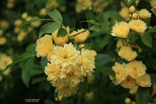 Rosa banksiae var. 'Lutea'