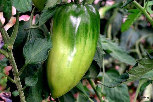 Les tomates de mon jardin !