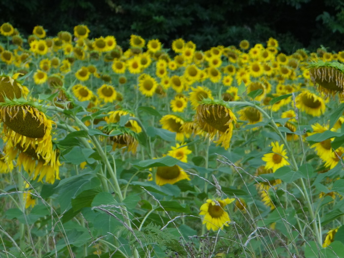 Les derniers tournesols