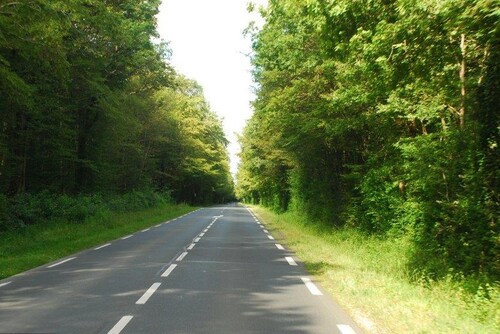 De belles forêts bordent notre route