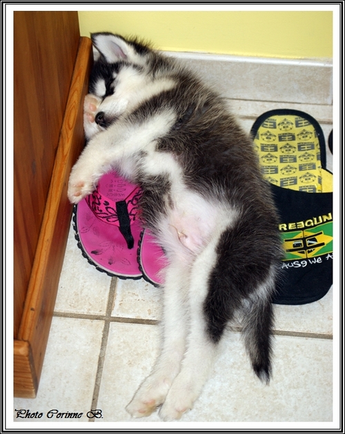 Husky sieste