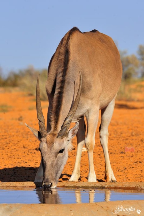 A few elands