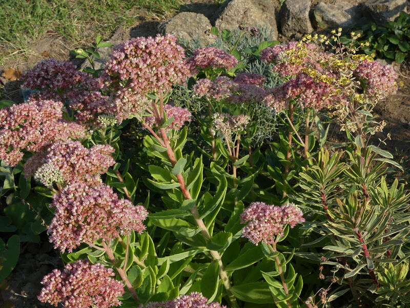 DES  FLEURS - ON CHANGE UN PEU DE STYLE