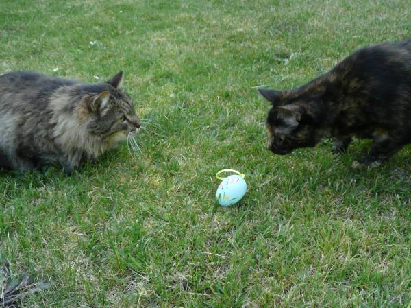 Chasse aux oeufs de Paques et chats