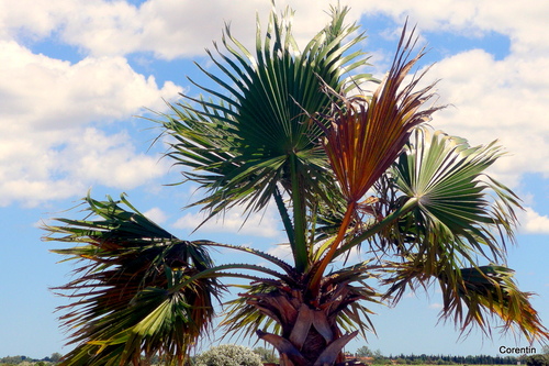 Le palmier et le ciel 