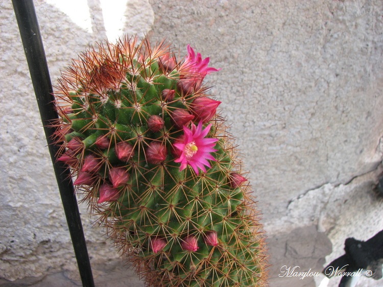 Mes cactus en fleurs