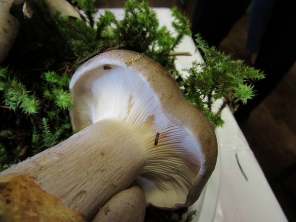360 espèces de champignons différentes ont été déterminées et exposées à Arc en Barroy par la Société Mycologique du Châtillonnais !!