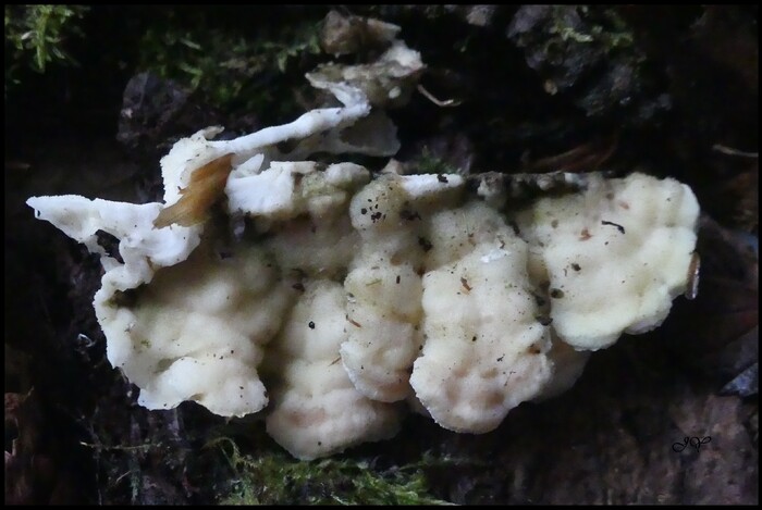 polypores sur conifere.