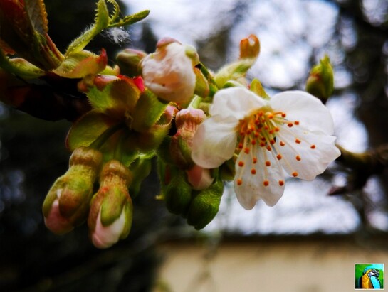 Le 20 mars : Printemps