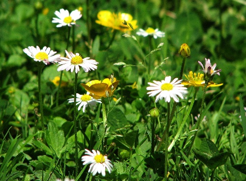 Fleurs du jardin