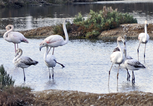 Promenade ornithologique...