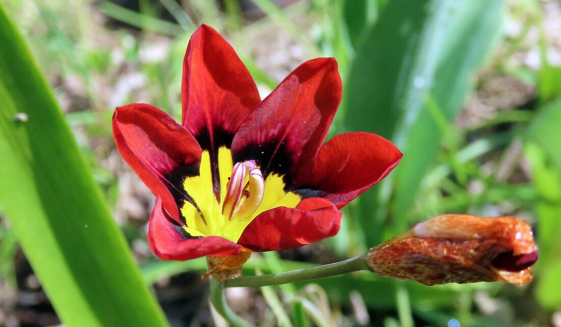 nos fleurs du jardin -3