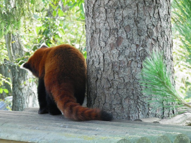 Le panda roux à Pairi Daiza (Belgique)