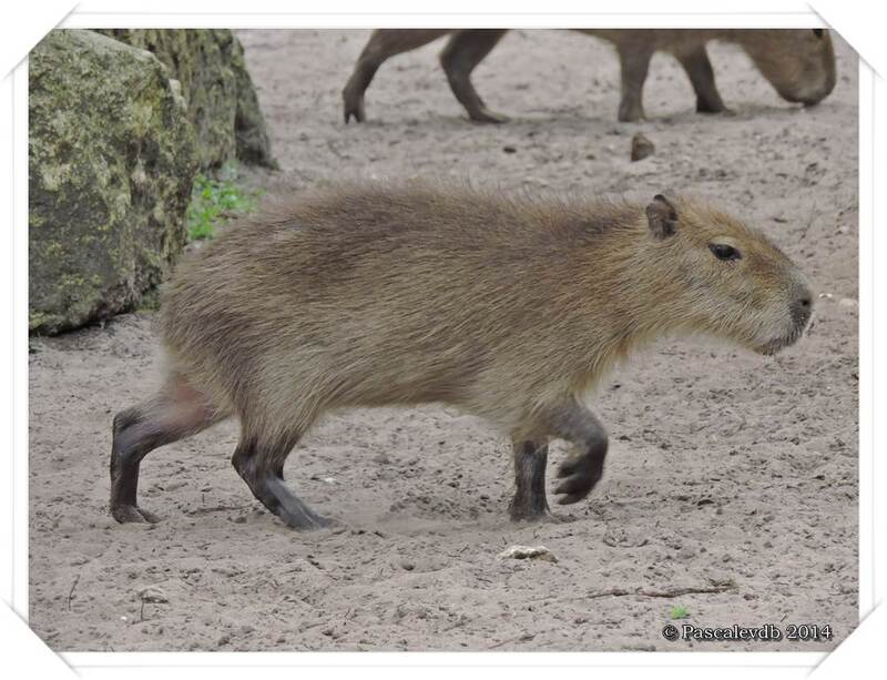 Zoo du Bassin d'Arcachon à La Teste de Buch - 16/20