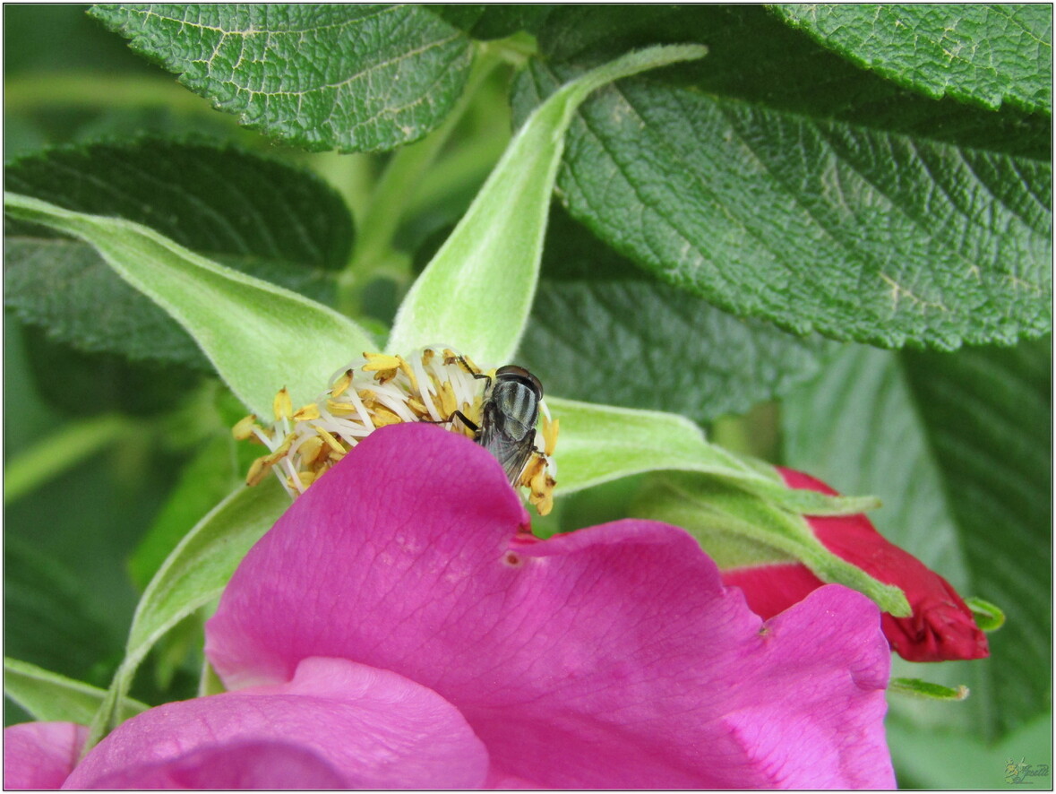 MOI  JE   RESTE  AU  JARDIN