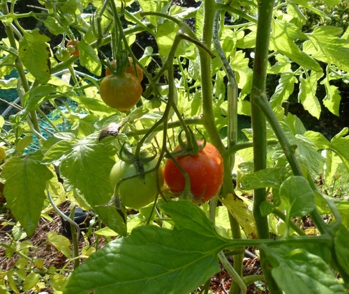 Fragiles tomates !