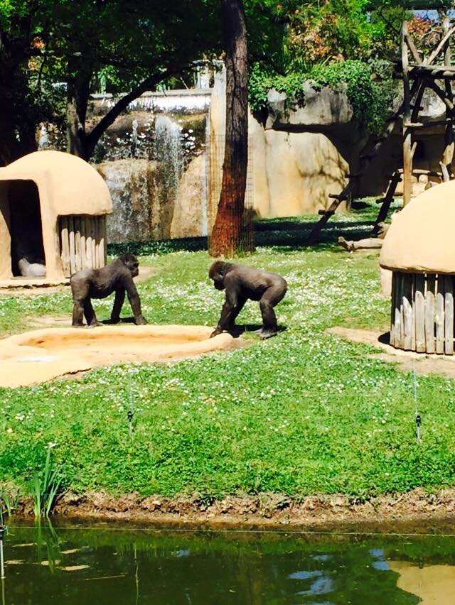 Allons au zoo de la Palmyre.