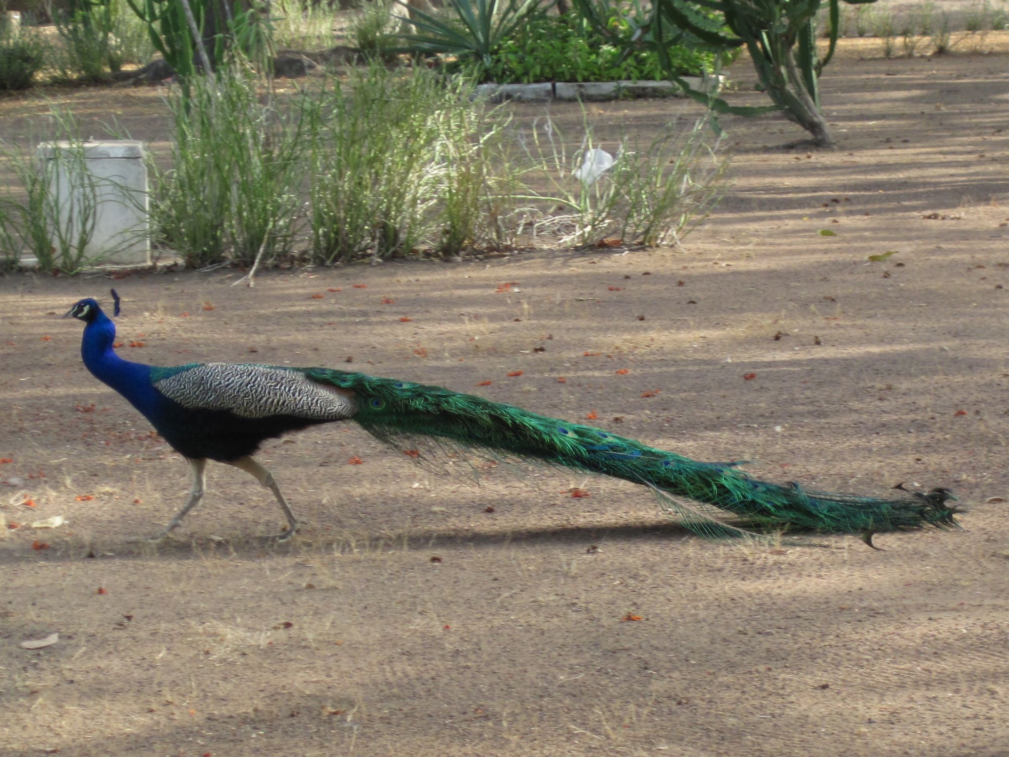 Côte d'Ivoire Paon dans parc du Safari Lodge