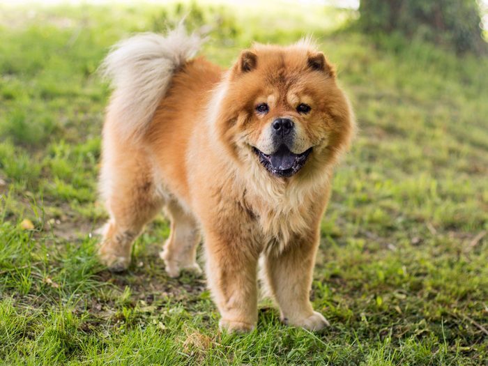 Chow Chow