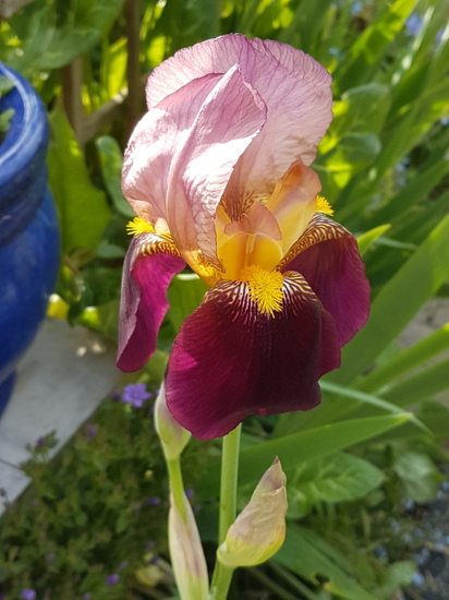 Les plus beaux iris de Dominique