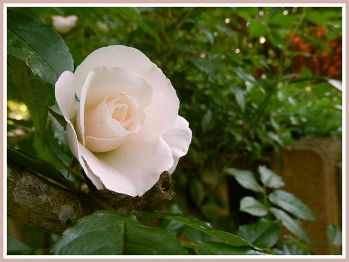 Fleurs d'été diverses.Volet 4 .Magnolia.Roses.Images gratuites