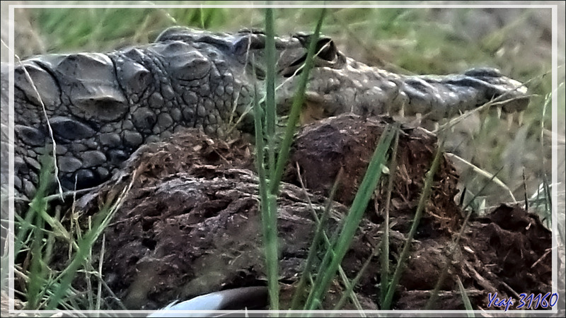 Les belles dents du Crocodile du Nil (Crocodylus niloticus) - Fleuve Zambèze - Zimbabwe
