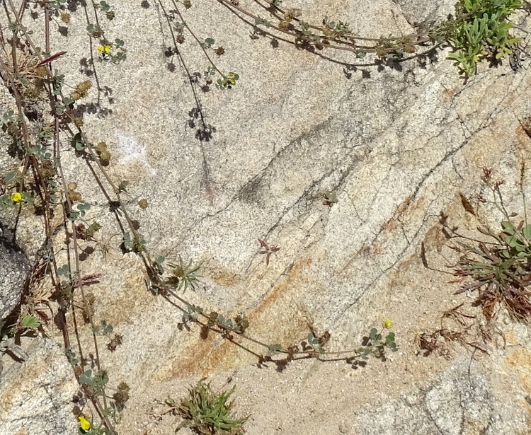 Erdeven Morbihan Bretagne - Les dunes