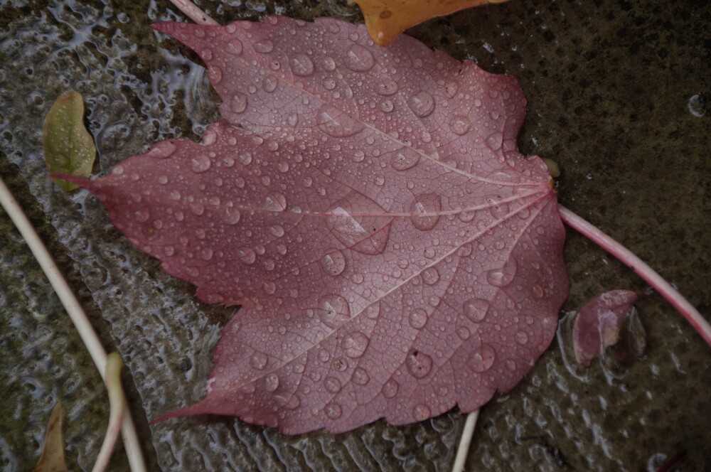 Quelques perles de pluie