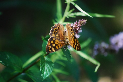 le monde fascinant des insectes