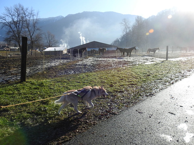 3 loups en Savoie sur Ugine