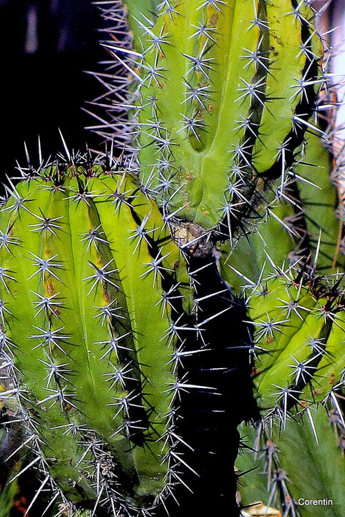 Des cactus : cela pique !