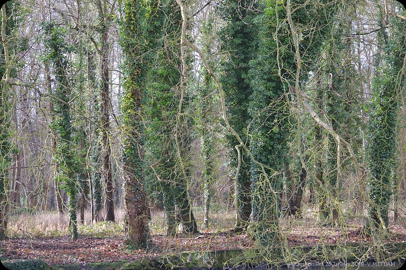 Rambouillet : "Couleurs d'Hiver"