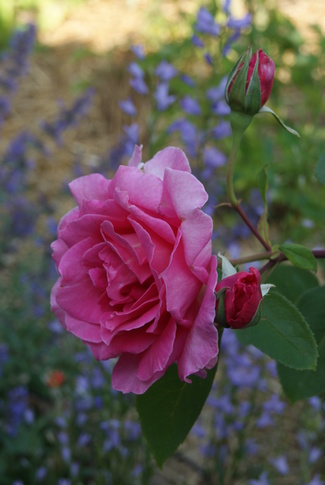 rose Critérion et campanule Raiponce