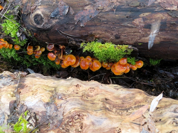 Une jolie sortie au bord du lac de Marcenay, avec la société mycologique, à la recherche de champignons d'hiver.....