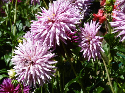 Le jardin botanique