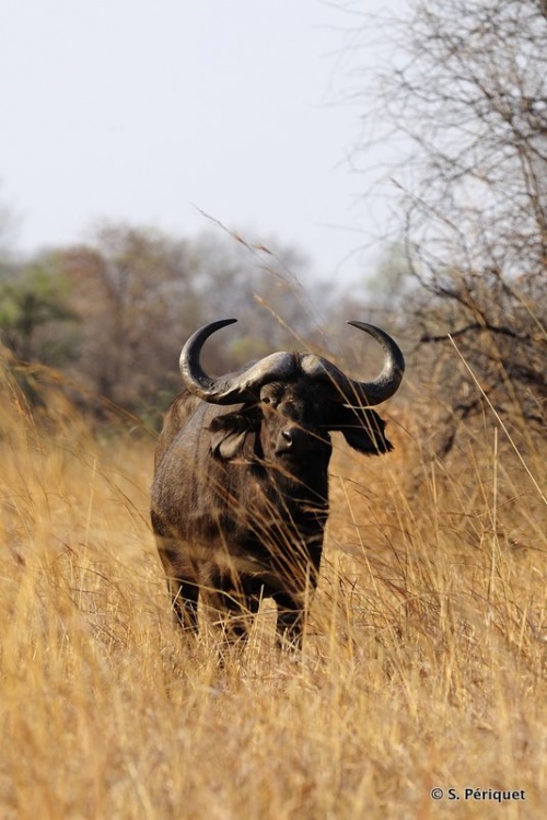 Buffalo at Khatshana