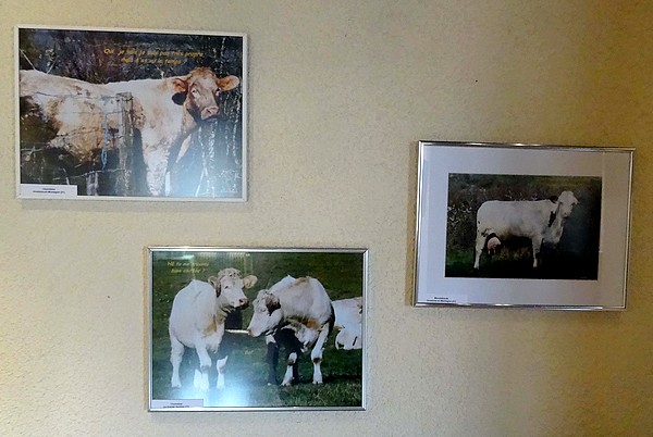 "Ah ! la vache !", une exposition pleine d'humour à l'Office du Tourisme de Recey sur Ource