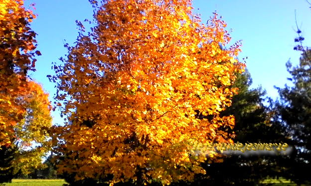 chance de profiter à l'automne d'un micro-climat en raison de la proximité du Ciron et de la Garonne. ... est entourée par 10 des premiers crus classés de l'appellation sauternes