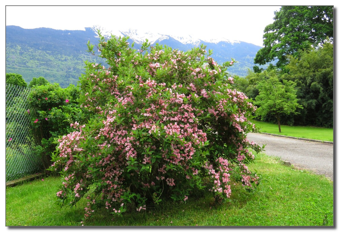 LES  VISITEURS  DU   WEIGELIA  2021