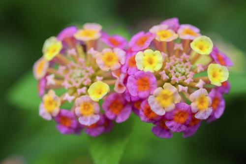 Fleurs cultivées : Lantana