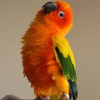 conure soleil