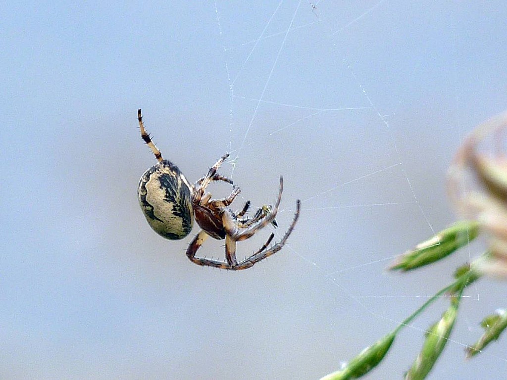 Araignee-funambule-03.jpg