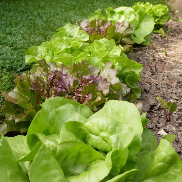 potager - juin 2013 - bordure de salades